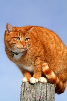 Yellow Tabby Cat Looking 2 Stock Image