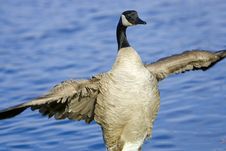 Canada Goose Landing In Water Stock Photo