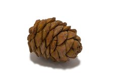 Pine Cone Royalty Free Stock Images