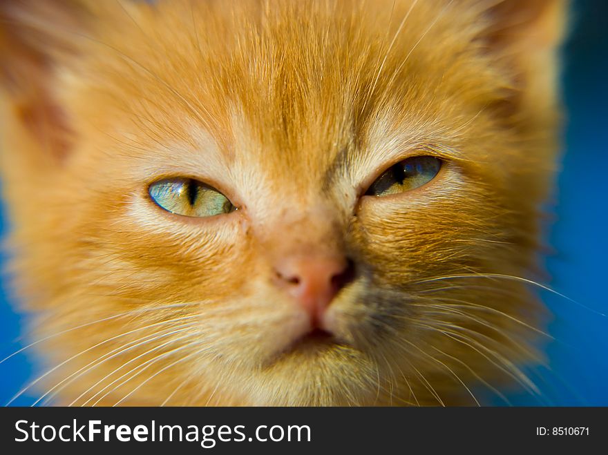 Fluffy red kitten with blue eyes closeup portrait