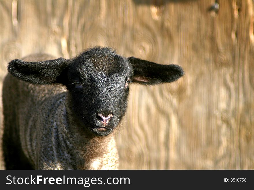 Suffolk sheep lamb in spring sun. Suffolk sheep lamb in spring sun