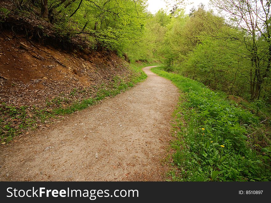 Forest walking path leading into sunshine