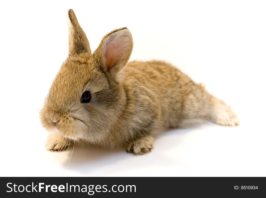 Small estern rabbit on white background. Small estern rabbit on white background