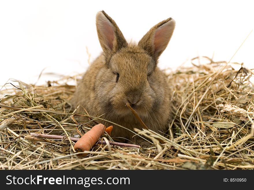 Small Rabbit