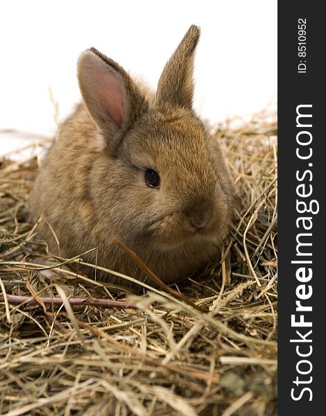 Small estern rabbit sitting on background. Small estern rabbit sitting on background