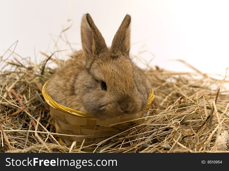 Small estern rabbit sitting on background. Small estern rabbit sitting on background