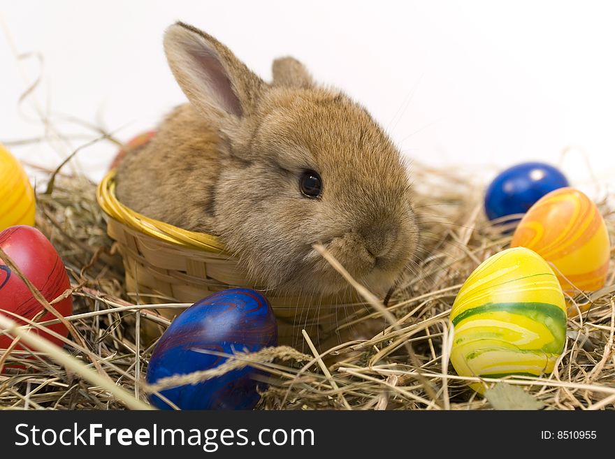 Small estern rabbit sitting on background. Small estern rabbit sitting on background