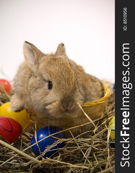 Small estern rabbit sitting on background. Small estern rabbit sitting on background