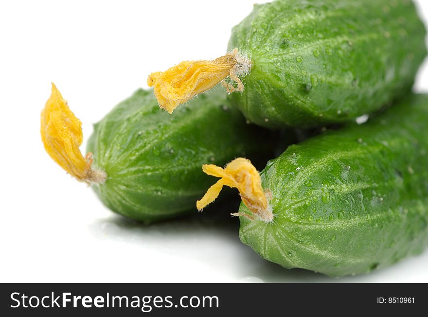 Fresh juicy cucumbers in dew on a white background