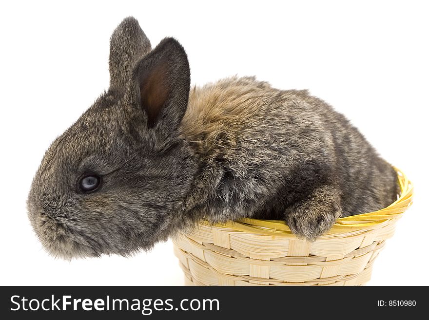 Small estern rabbit on white background. Small estern rabbit on white background