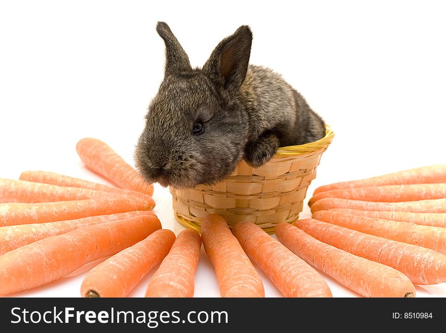 Small estern rabbit with big carrots. Small estern rabbit with big carrots