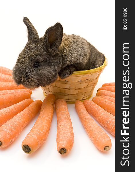 Small estern rabbit with big carrots. Small estern rabbit with big carrots