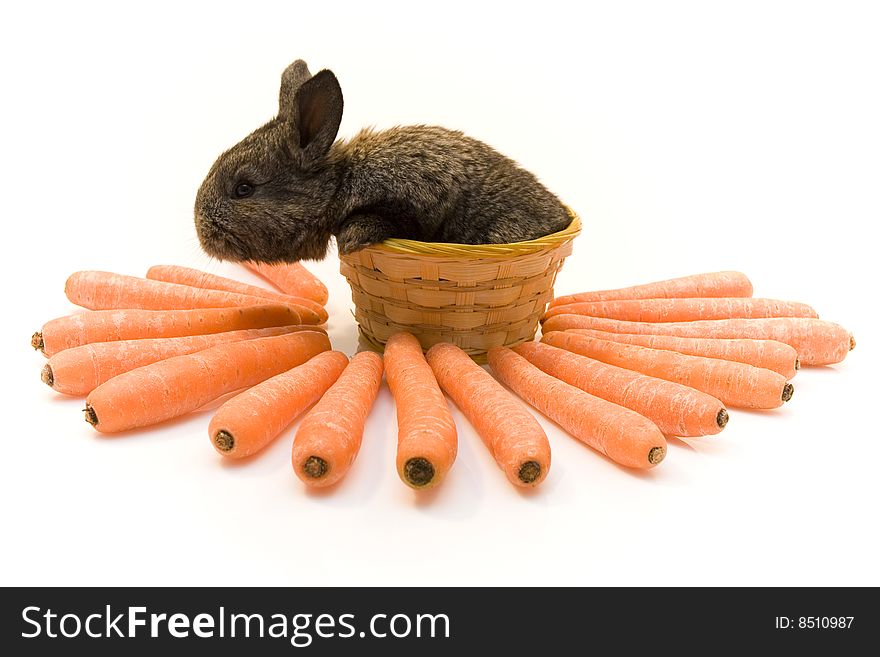 Small estern rabbit with big carrots. Small estern rabbit with big carrots