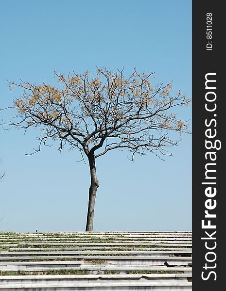 Lonely tree in a beautiful park