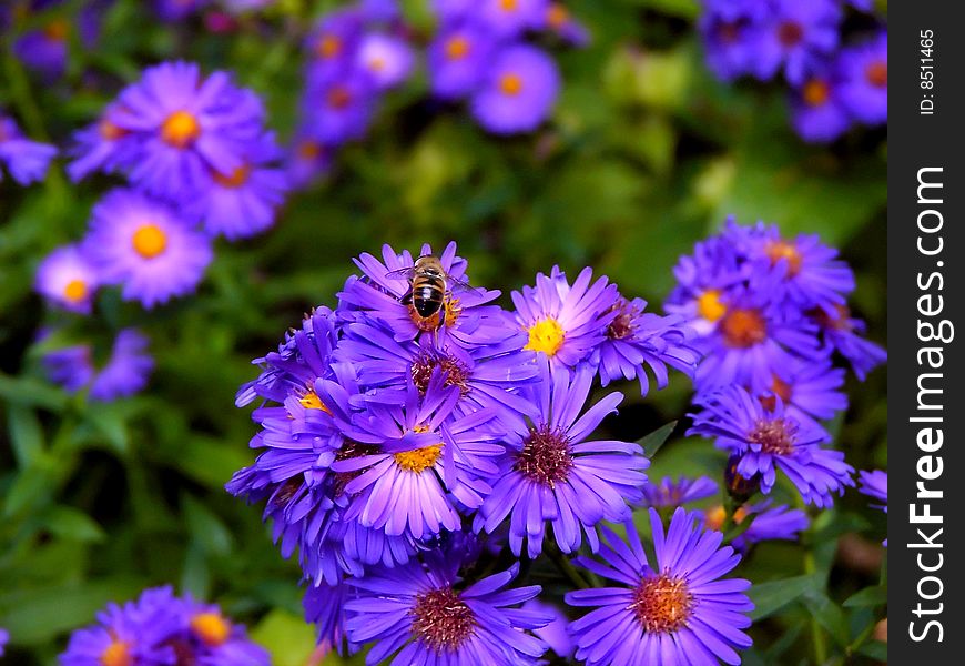 Bee is on a purple flowers. Bee is on a purple flowers