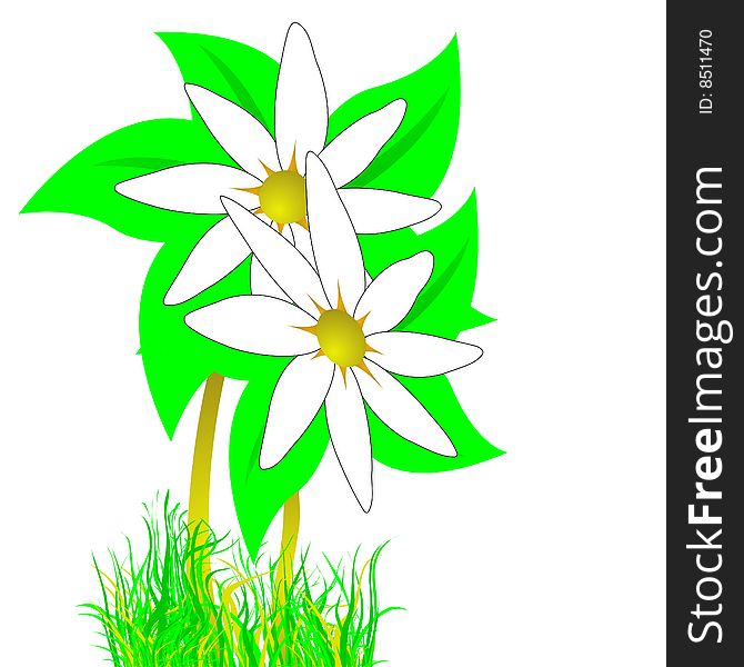 Flower with grass on white background, vector illustration