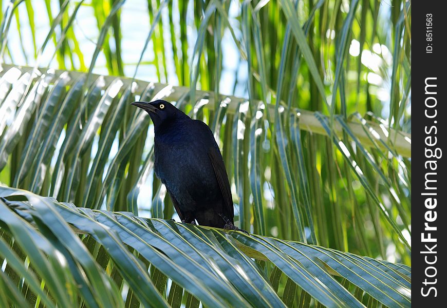 This black bird found in mexico is related to the crow and magpie family and is very vocal with a sharp but not unpleasant whistle and does a frisky courtship dance for his mate. This black bird found in mexico is related to the crow and magpie family and is very vocal with a sharp but not unpleasant whistle and does a frisky courtship dance for his mate.