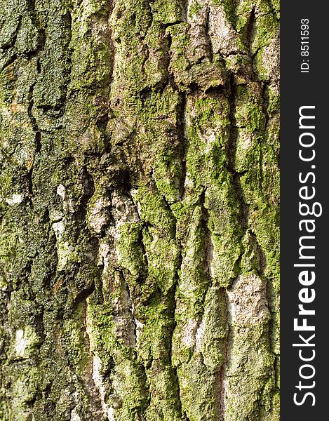 Bark of oak tree, macro