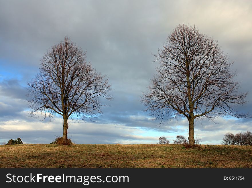 Trees taken in denmark at winter time