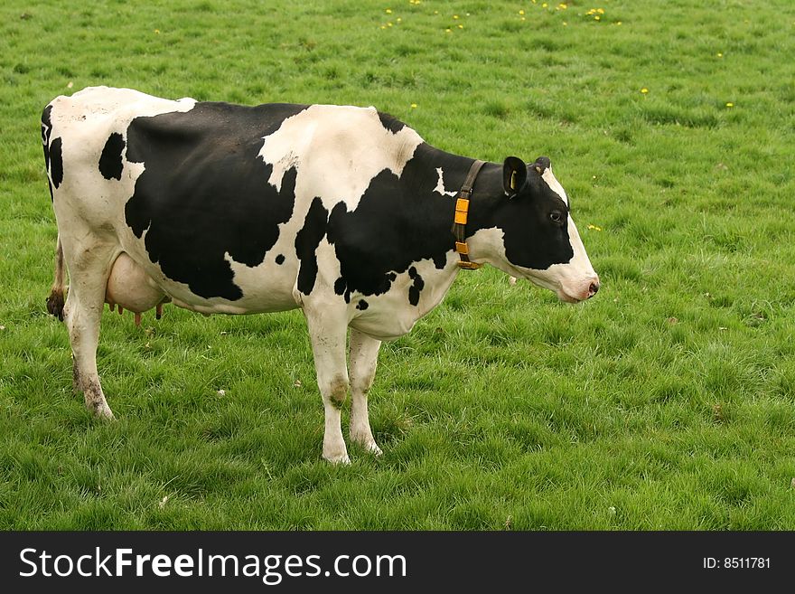 Farm animals: cow standing in the meadow