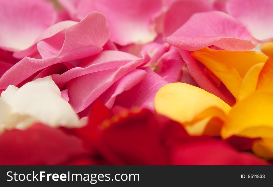 Beautiful petals of the roses