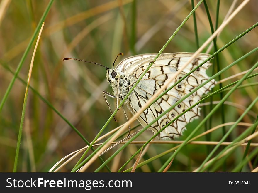 White butterfly on brown background