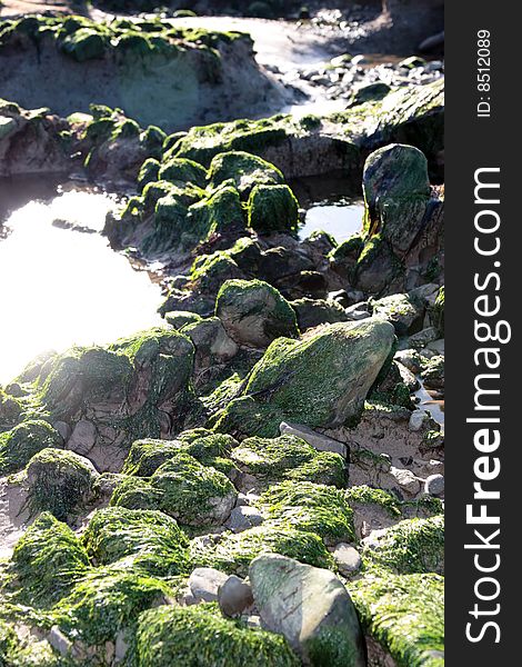 Sea weed covered rocks on beale beach co kerry ireland on a cold winters morning. Sea weed covered rocks on beale beach co kerry ireland on a cold winters morning