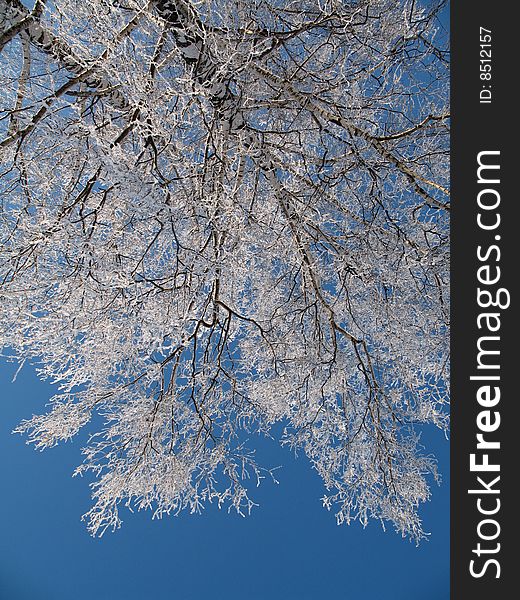 The birches obtected with hoar-frost by a sunny day on a back-ground of the dark blue sky