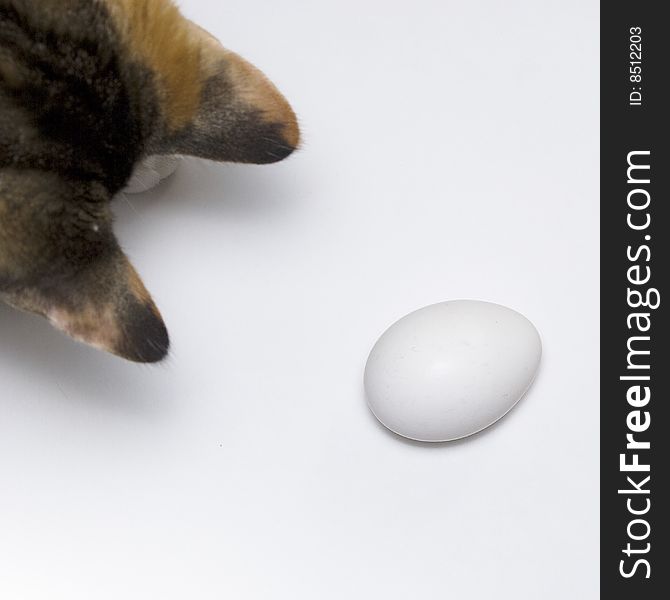 A kitten playing with an egg on a white background. A kitten playing with an egg on a white background.