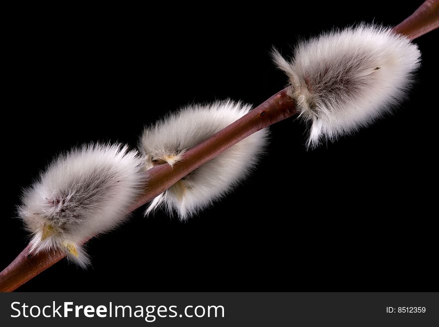 wIllow buds on a black