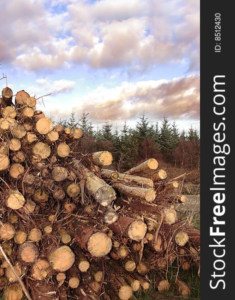 Stacked timber ready for production against a cloudy sky. Stacked timber ready for production against a cloudy sky