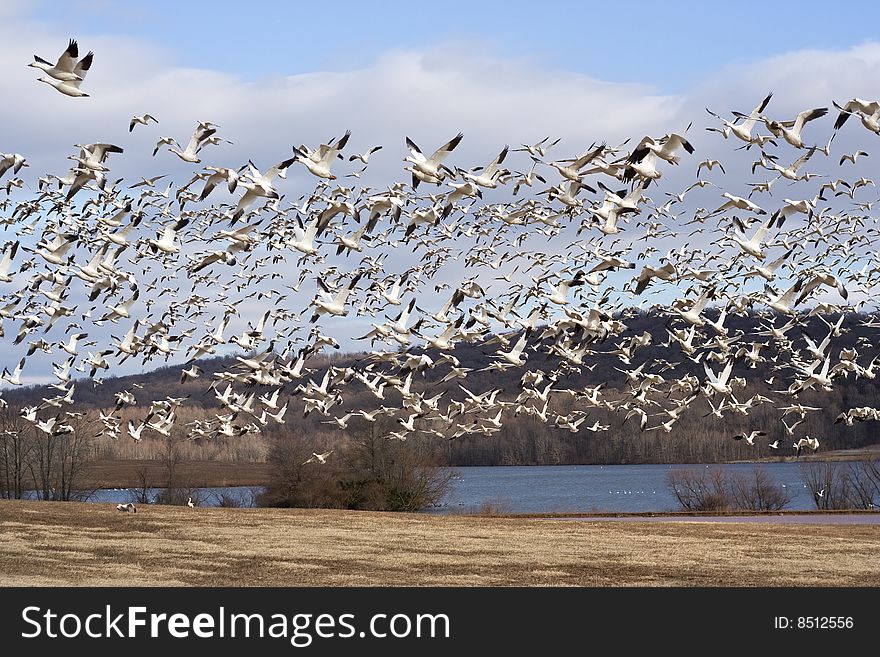 A flock of migrating Snow Geese fly to the sky.