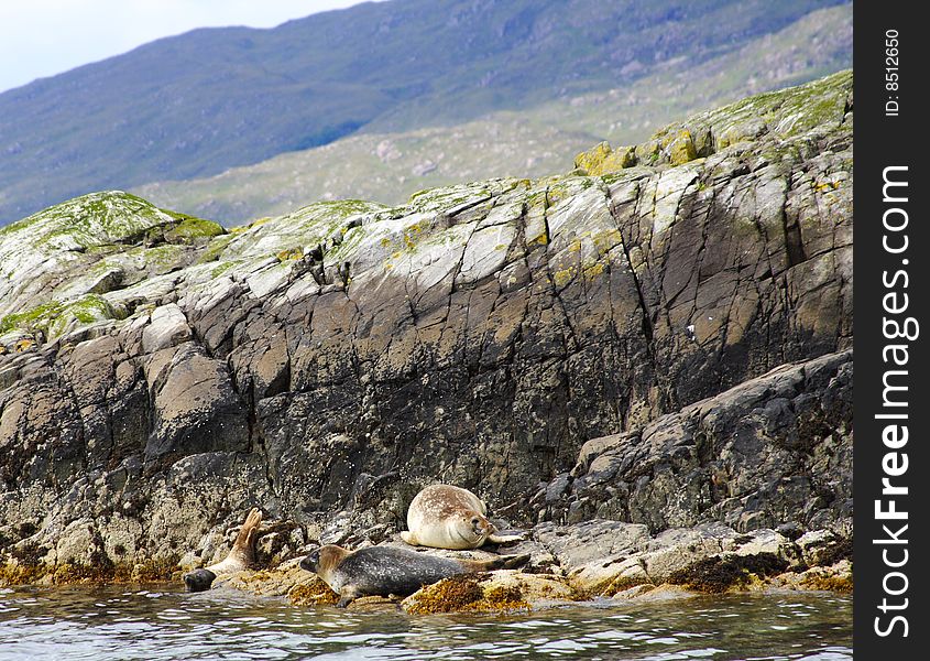 Seals resting on the rock in scotland