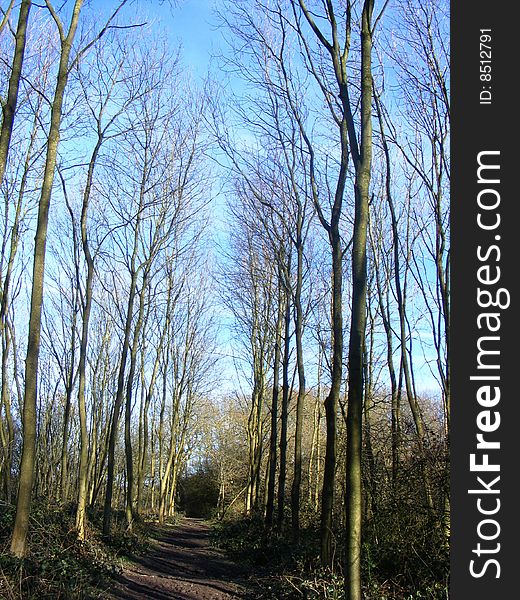 Woodland pathway on a clear winters day.