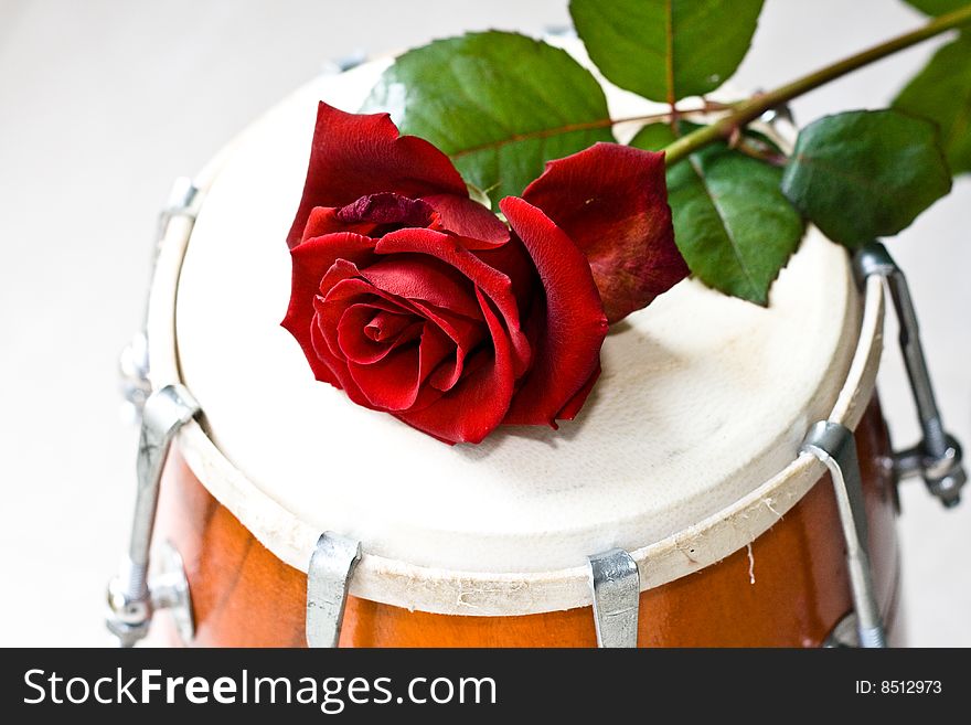 Red Rose On A Dhol Drum