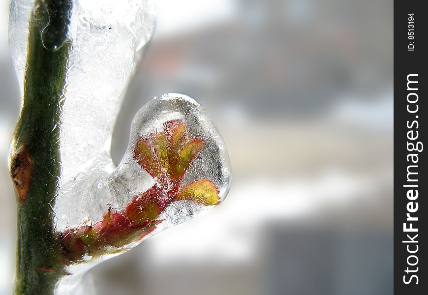 Red rose stalk covered in ice