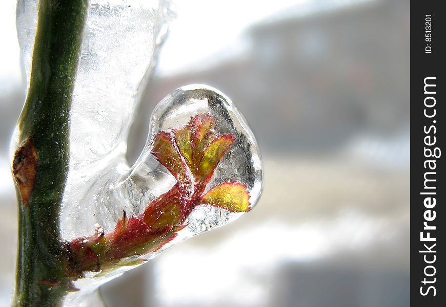 Red rose stalk covered in ice