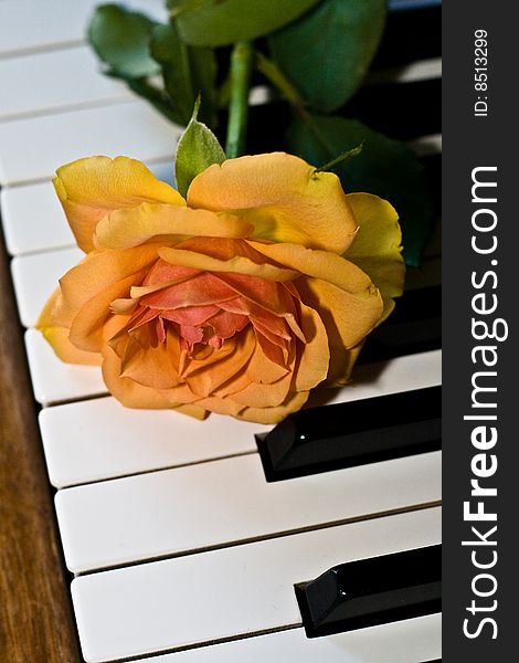 Orange rose on the wooden piano. Orange rose on the wooden piano