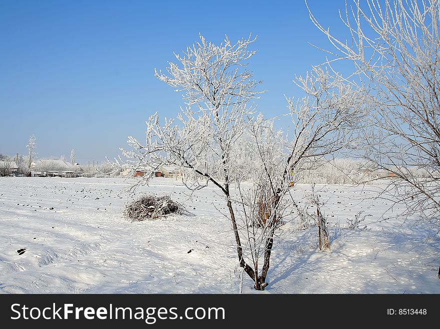 Winter landscape. blue sky. trees in the iny