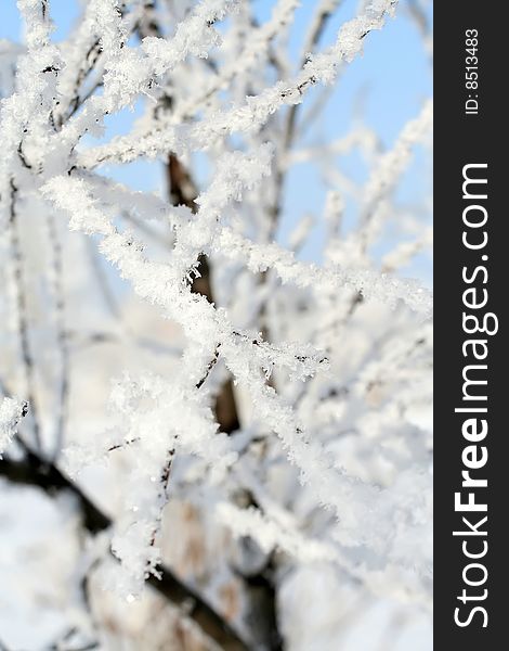 Snow covered branches