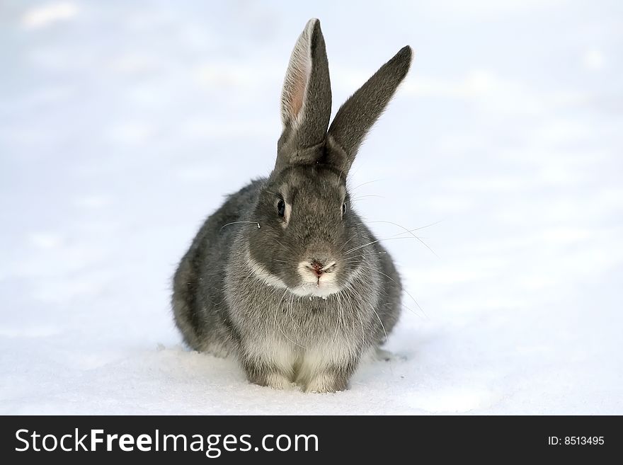 Gray rabbit in the snow