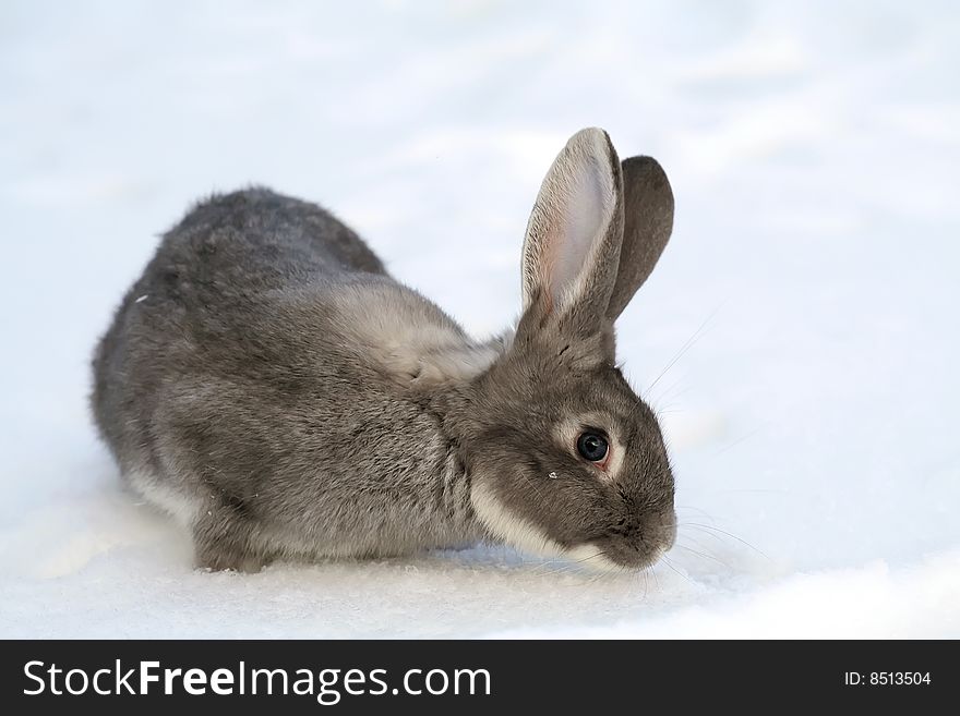 Gray rabbit in the snow