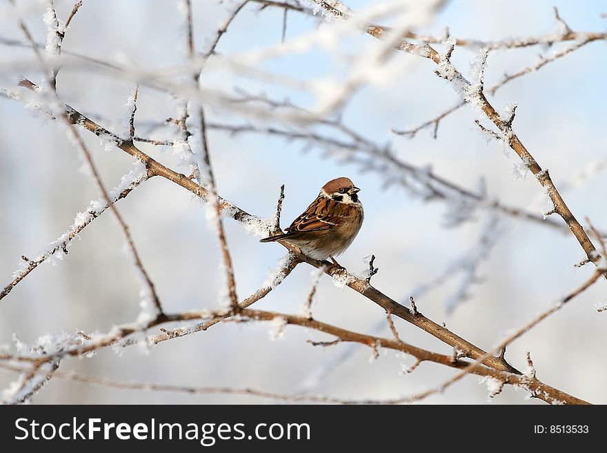Sparrow on snow-covered branch