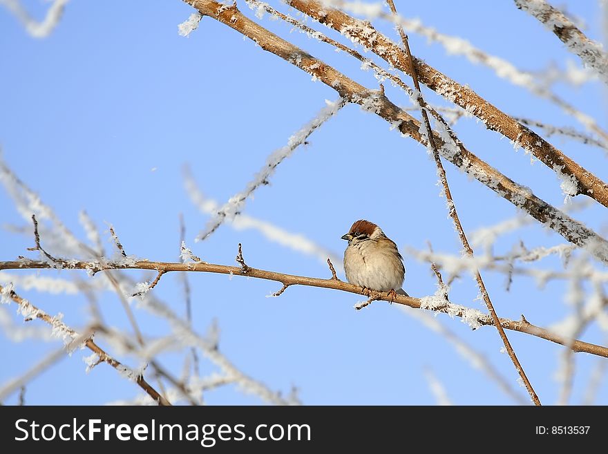 Sparrow on snow-covered branch