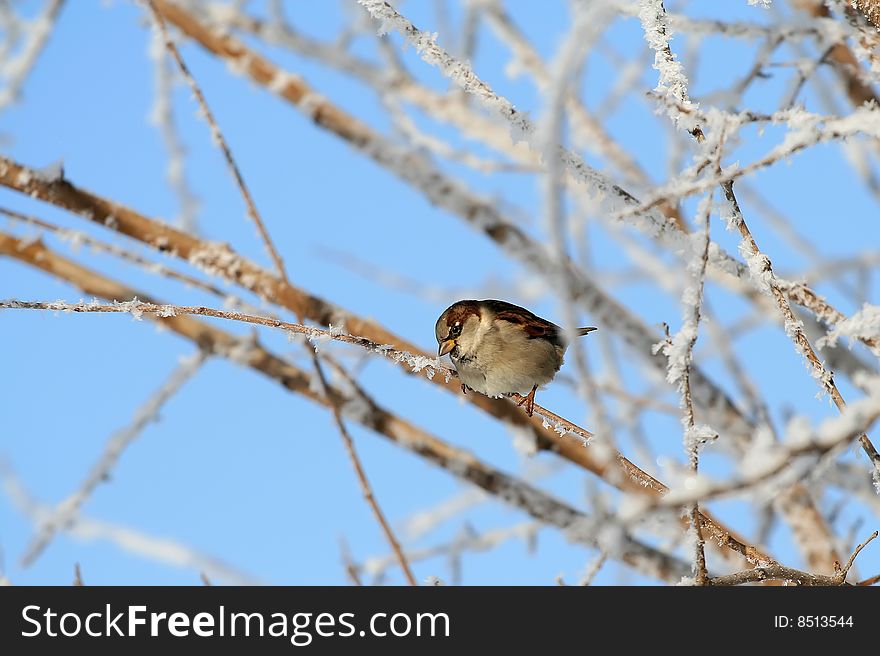 Sparrow on snow-covered branch