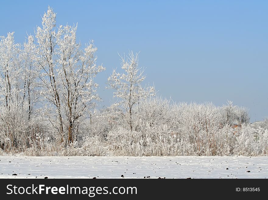 Winter landscape. blue sky. trees in the iny