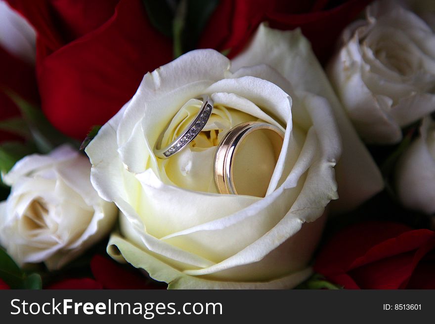 Wedding bands placed inside a cream colored rose. Wedding bands placed inside a cream colored rose.