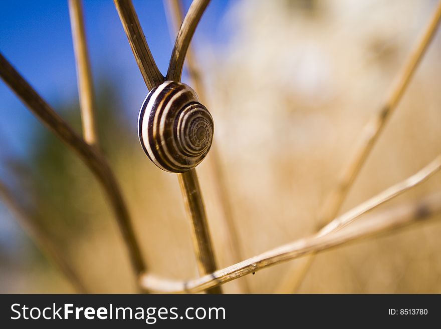 Snail on a branch in sunny day