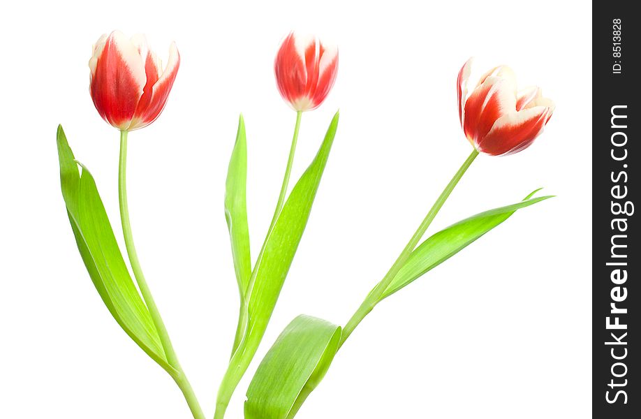Bouquet of three red-white tulips