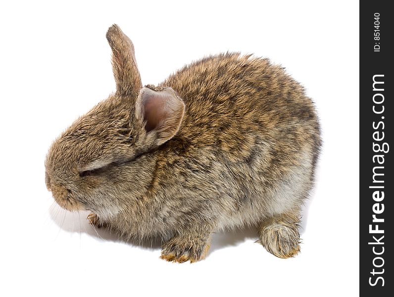 Small Bunny With Closed Eyes